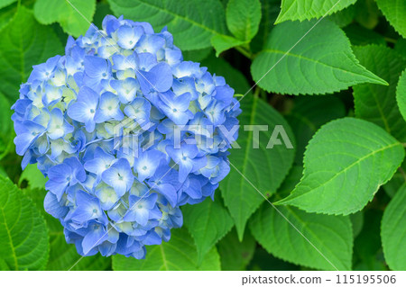 Beautiful hydrangea flowers shining in the natural forest (close-up) Beautiful hydrangea flowers shining in the natural forest (close-up) 115195506