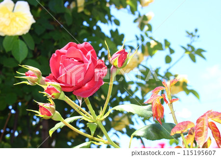 一朵濕潤的紅玫瑰 一朵濕潤的紅玫瑰 115195607