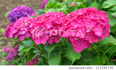 Beautiful red hydrangea flowers that stand out in the natural forest (copy space material) 115195730