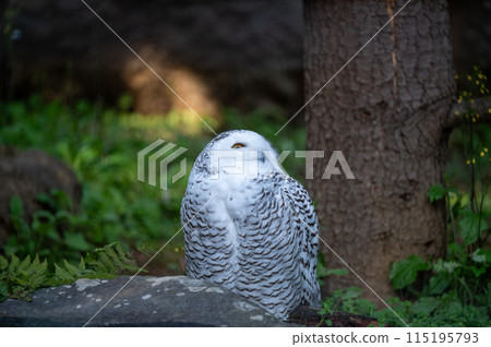 Snowy owl Snowy owl 115195793