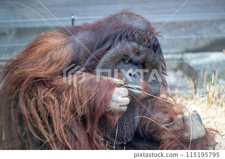 猩猩吃稻草 115195795