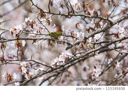櫻花和mezzo 櫻花和mezzo 115195830