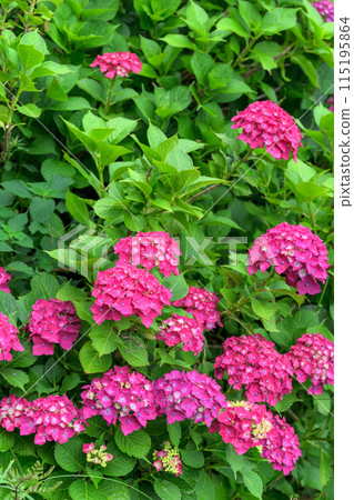 Beautiful red hydrangea flowers that stand out in the natural forest and countryside (copy space material) Beautiful red hydrangea flowers that stand out in the natural forest and countryside (copy space material) 115195864