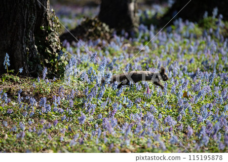 Ezolith在花園裡 115195878