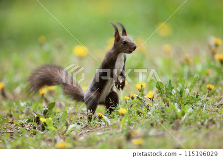 Ezoris of early spring forest 115196029