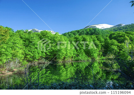 Fresh green Gassan Jizo-numa Fresh green Gassan Jizo-numa 115196094