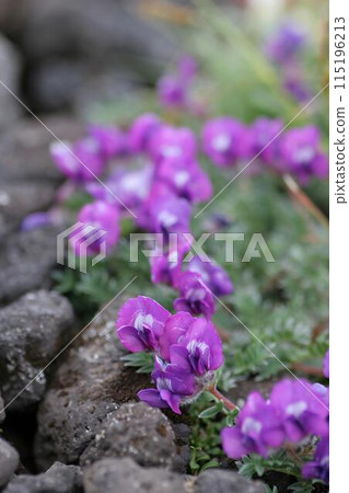 蝦夷奧山諾佩亞 2 115196213