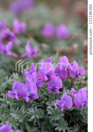 Ezo Oyamanopea 4 115196360