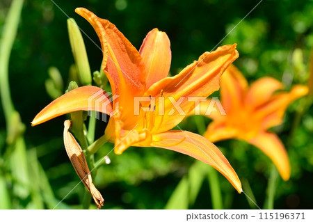 Hemerocallis flowers in full bloom Hemerocallis flowers in full bloom 115196371