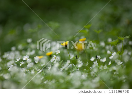 Forest where two-wheeled grass blooms 115196798