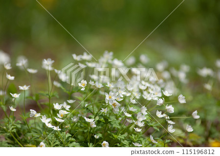 Forest where two-wheeled grass blooms 115196812