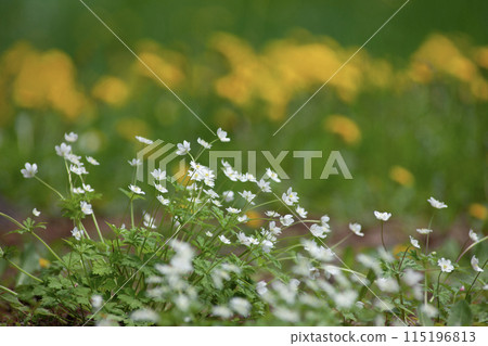 Forest where two-wheeled grass blooms 115196813