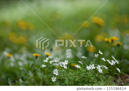 Forest where two-wheeled grass blooms 115196814