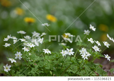 Forest where two-wheeled grass blooms 115196815