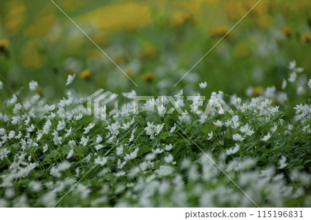 Forest where two-wheeled grass blooms 115196831