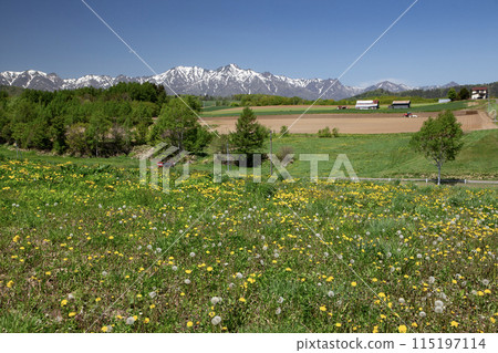 Dandelion Land 115197114