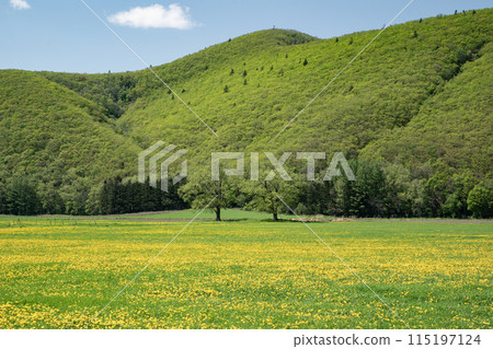蒲公英之地 蒲公英之地 115197124