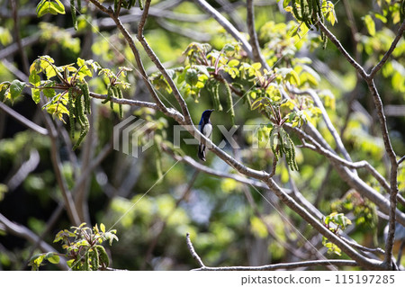 blue bird bluebird 115197285