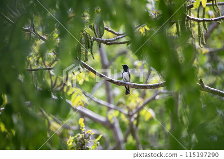 blue bird bluebird 115197290