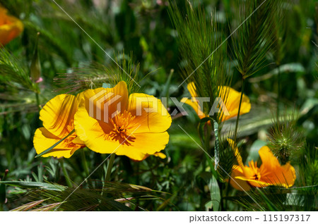 Blooming orange field poppy in a green grass Blooming orange field poppy in a green grass 115197317