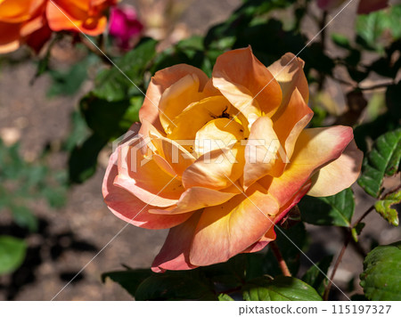 Blooming orange rose on a green leaves background Blooming orange rose on a green leaves background 115197327