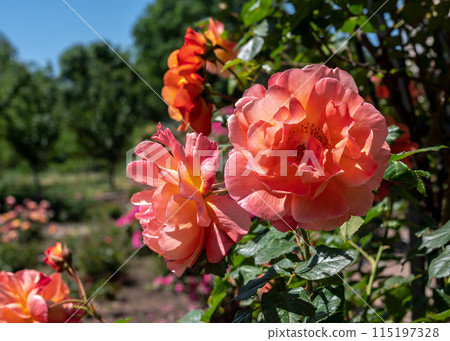 Blooming pink rose on a green leaves background 115197328