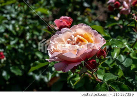 Blooming pink rose on a green leaves background 115197329