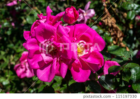 Blooming pink rose on a green leaves background 115197330