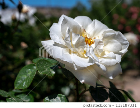 Blooming white rose on a green leaves background 115197331