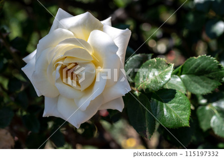 Blooming white rose on a green leaves background 115197332
