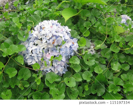 Hydrangea blooming in the clear of the rainy season 115197334