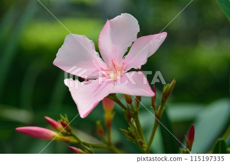pink oleander flower pink oleander flower 115197335