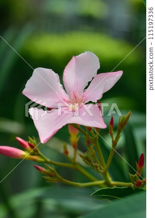 pink oleander flower 115197336