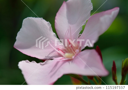 粉紅色的夾竹桃花 粉紅色的夾竹桃花 115197337