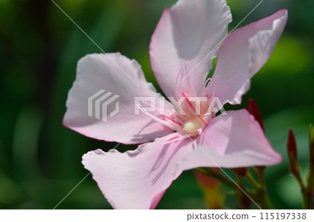 pink oleander flower 115197338