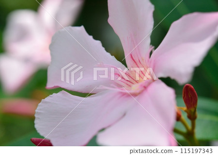 pink oleander flower 115197343
