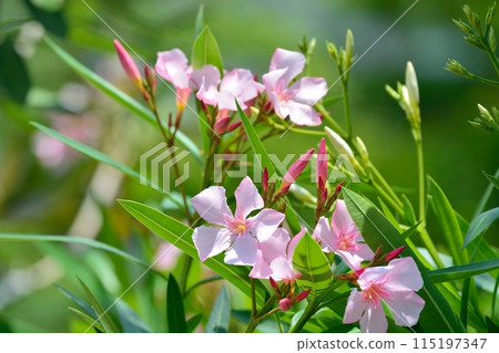 pink oleander flower pink oleander flower 115197347