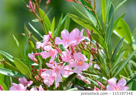pink oleander flower pink oleander flower 115197348