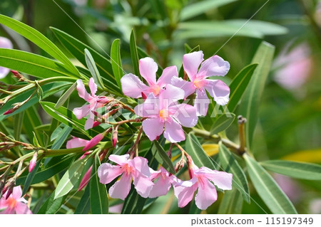 pink oleander flower 115197349