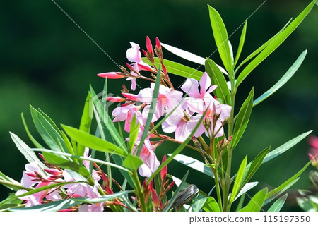 pink oleander flower pink oleander flower 115197350