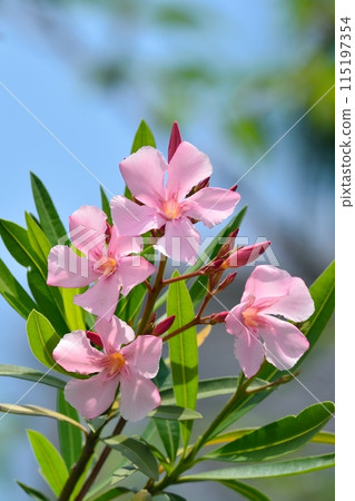 pink oleander flower 115197354
