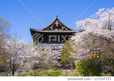 Kyoto: Toji Temple's Golden Hall and cherry blossoms Kyoto: Toji Temple's Golden Hall and cherry blossoms 115197355