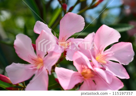 pink oleander flower 115197357