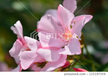 pink oleander flower 115197359