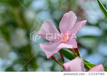 pink oleander flower 115197360