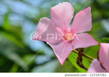 粉紅色的夾竹桃花 115197361