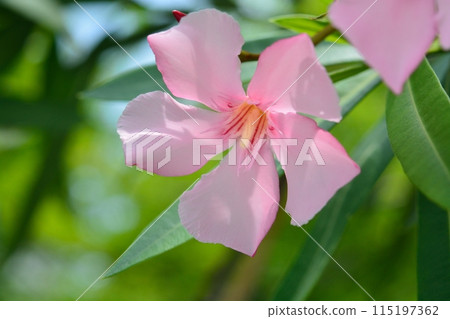 pink oleander flower 115197362