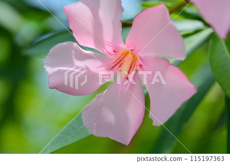 pink oleander flower 115197363