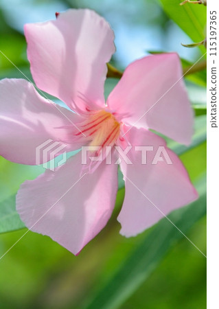 pink oleander flower 115197365