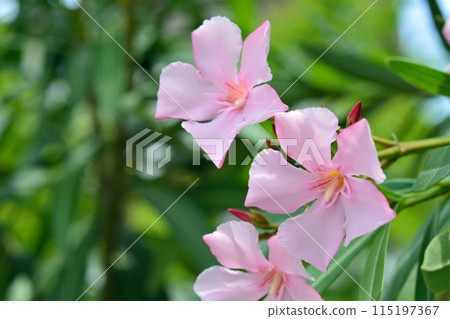粉紅色的夾竹桃花 115197367